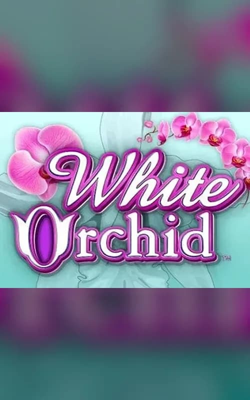 White Orchid