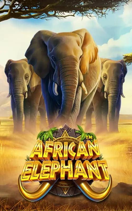 African Elephant
